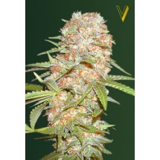 Семена конопли Auto Super Extra Skunk (Auto Super Skunk) Автофеминизированные Victory seeds